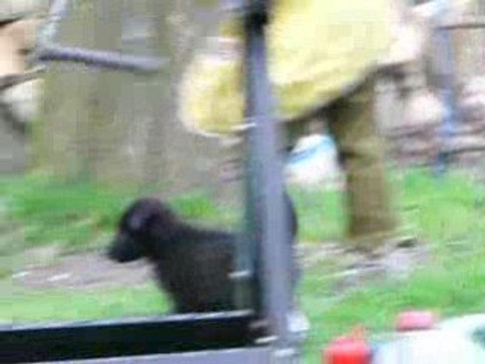 "Z" Hvezdna laguna - groenendael puppies
