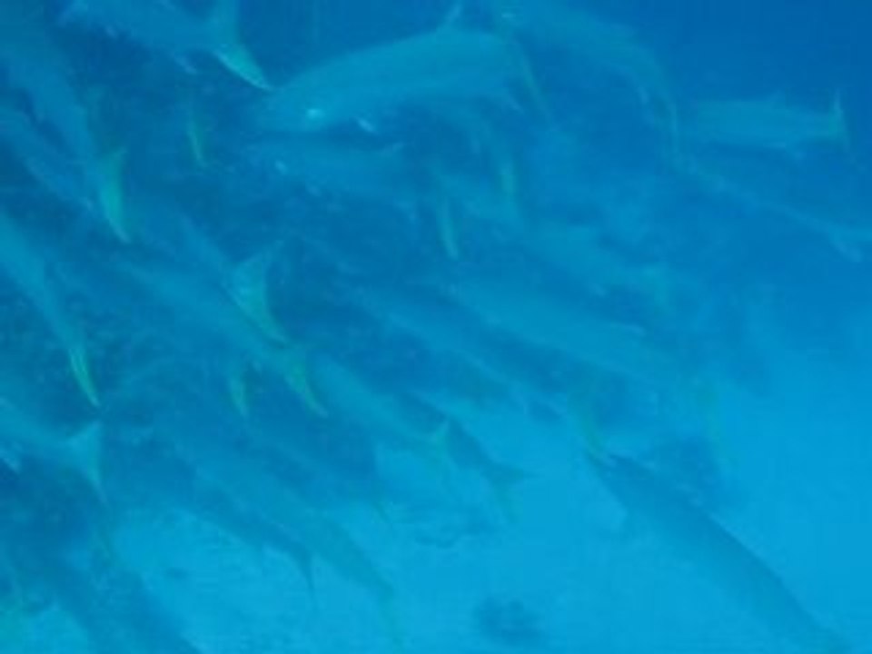 Barracuda