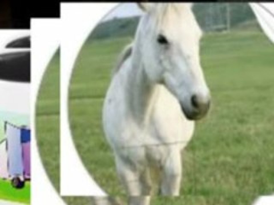 Horse Art