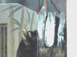 Consommation de kaolin par les chimpanzés de La Palmyre