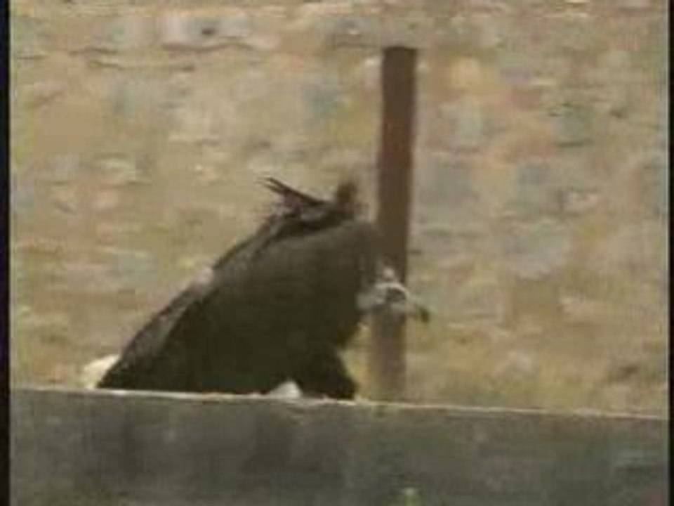 Les Sentinelles des Remparts