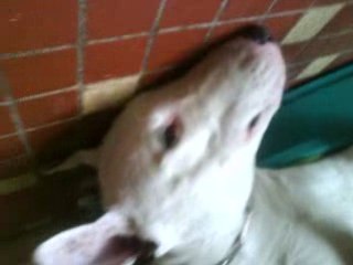 Mattis et viky la bullette