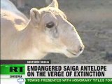 Fight to save endangered antelope