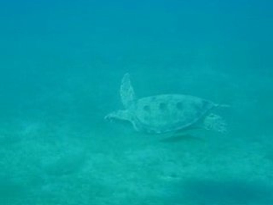 Flying Tortue