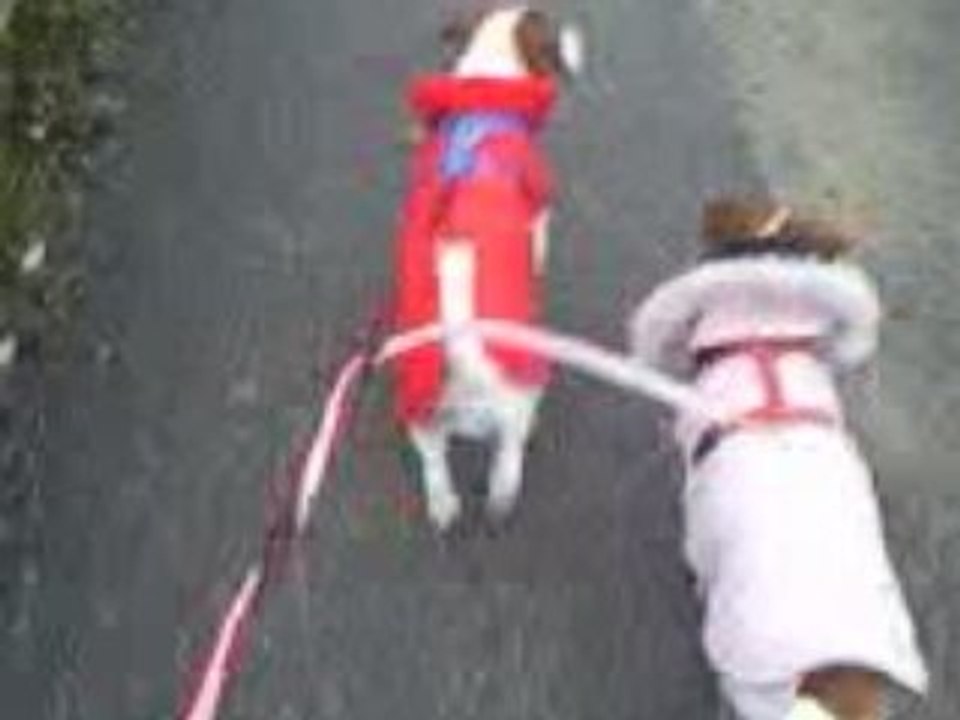 Chiens manteau