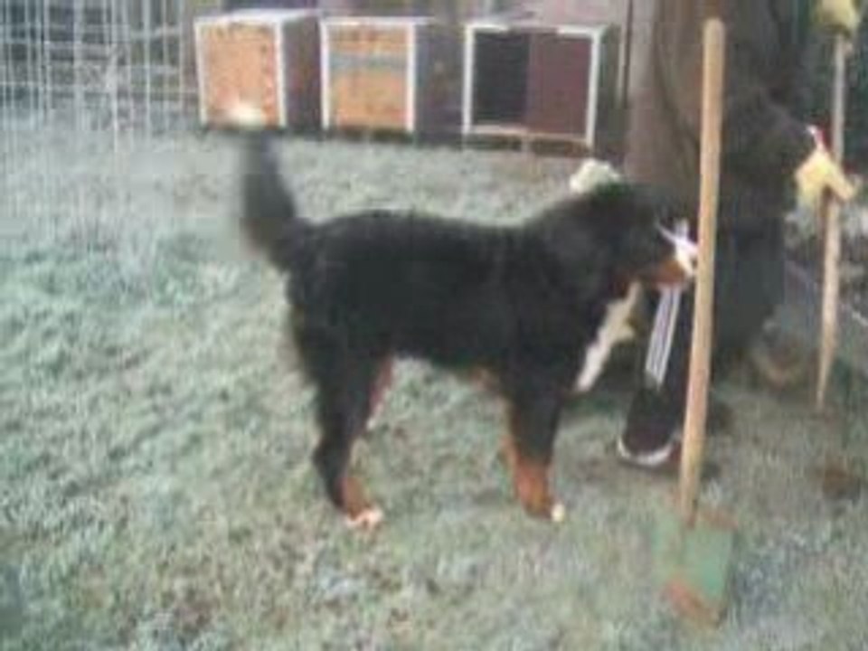ma troupe de chiens le 8 12 2008 video2