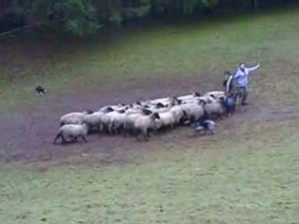 Journée troupeau du 07/12/2008 1er passage de Dixie