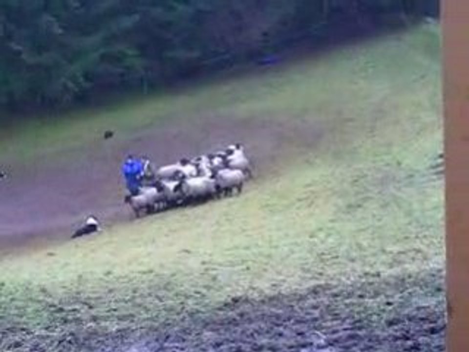 Journée troupeau du 07/12/2008 Rex 1er passage