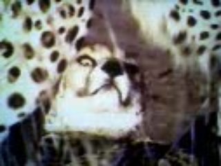 La vie privée des animaux