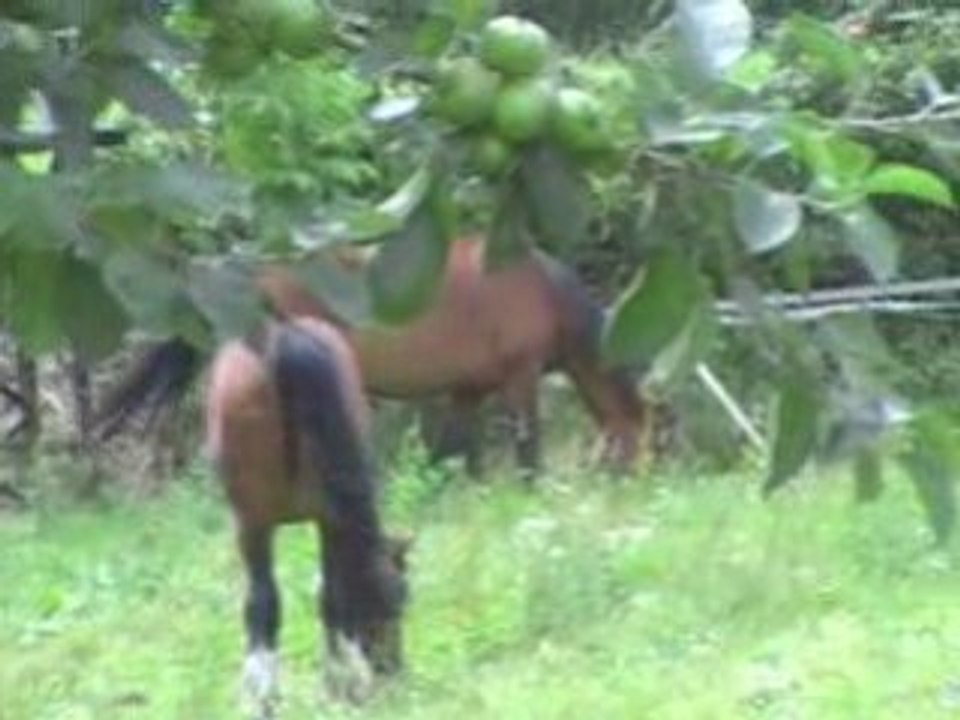 Meine Pferde im Paradies