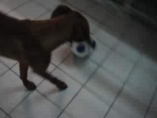 chien boxer