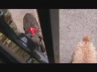 CHIEN  BOXER NOUKA