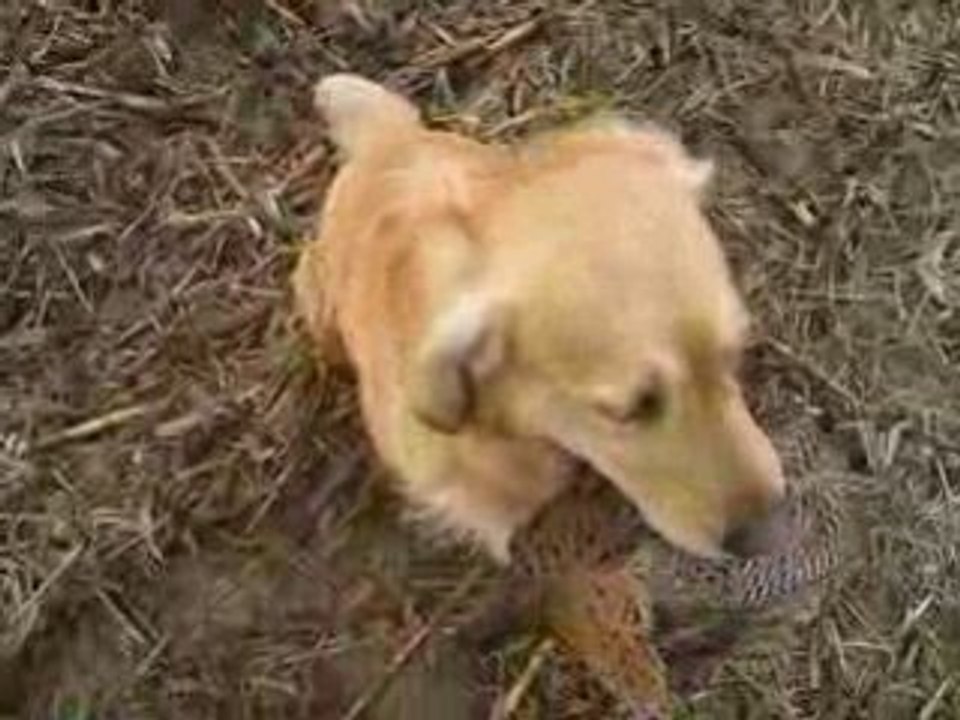 Chasse7dec08 049