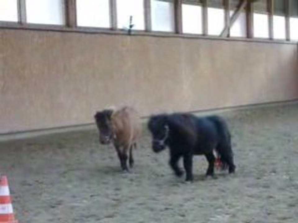 Ulysse chipie et udo