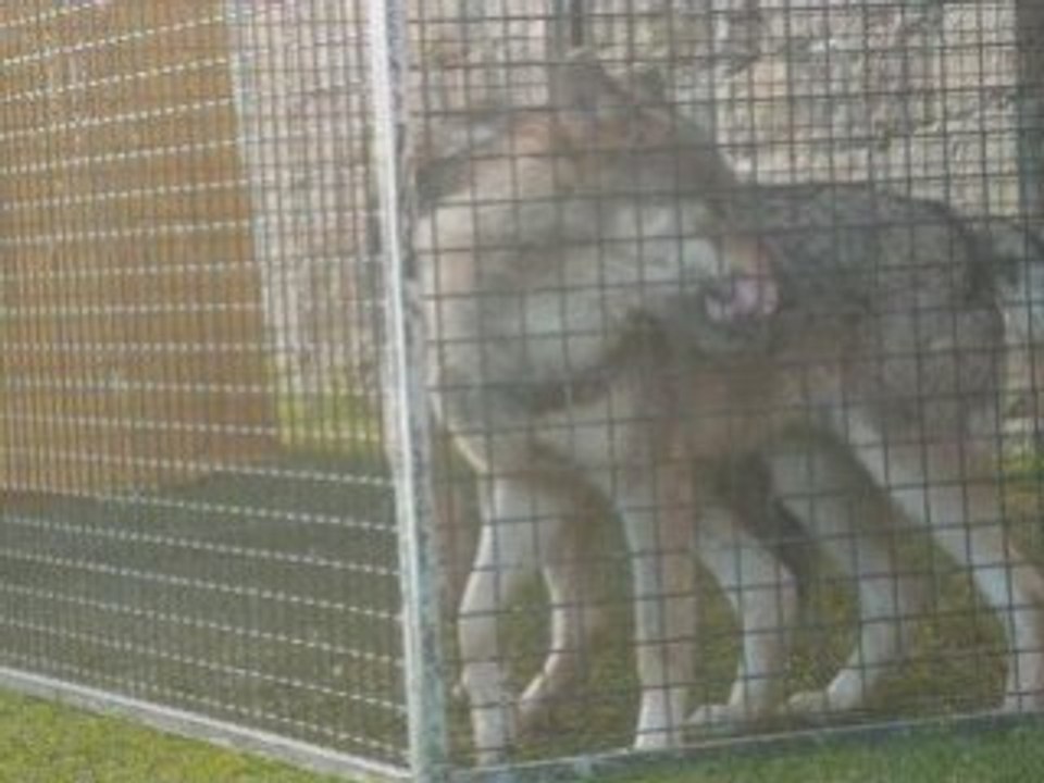 Loups