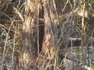 Rallye vhc CANNES-SOLEIL 2008