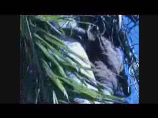 Comment cueillir des noix de coco. Madagascar