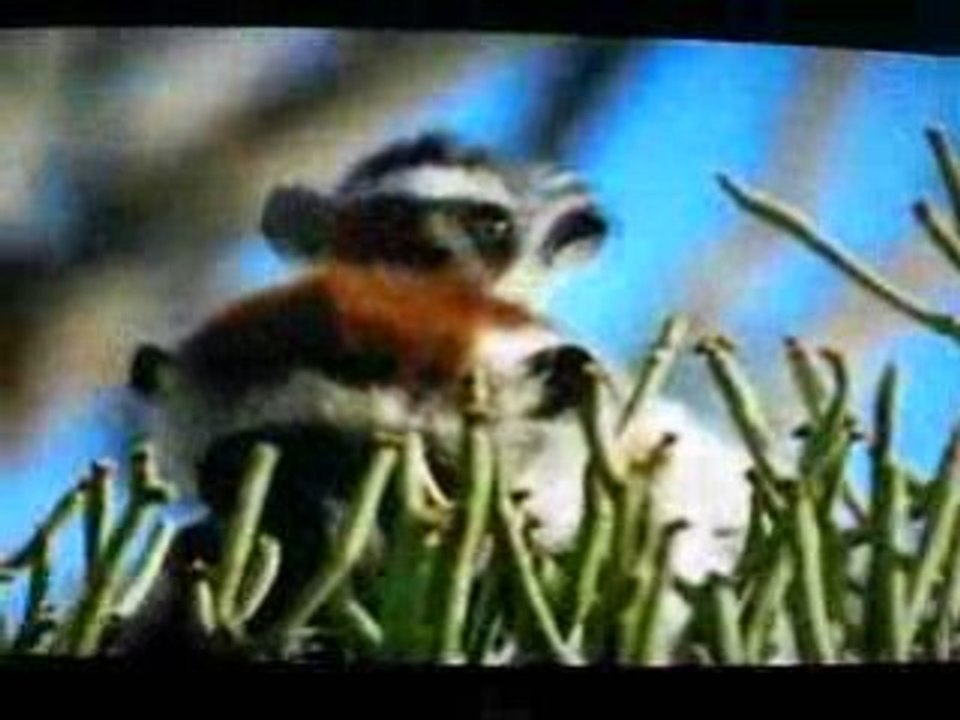 The earth (Madagascar)