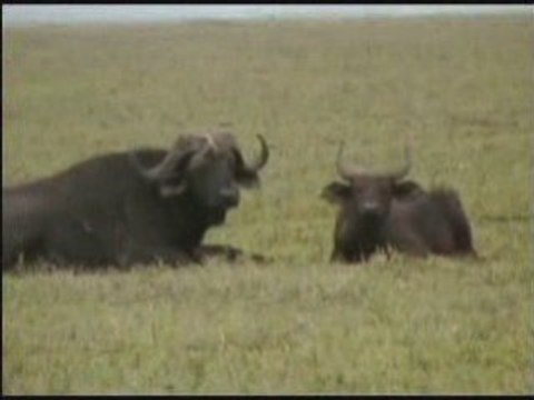 TANZANIA SAFARI NGORONGORO SERENGETI MANYARA TARANGIRE 2