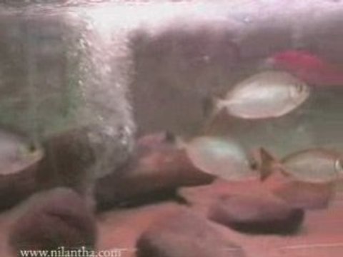 sri lanka national zoological gardens dehiwala