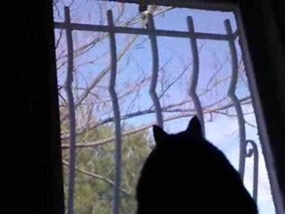 ODA le chat qui parle aux pies