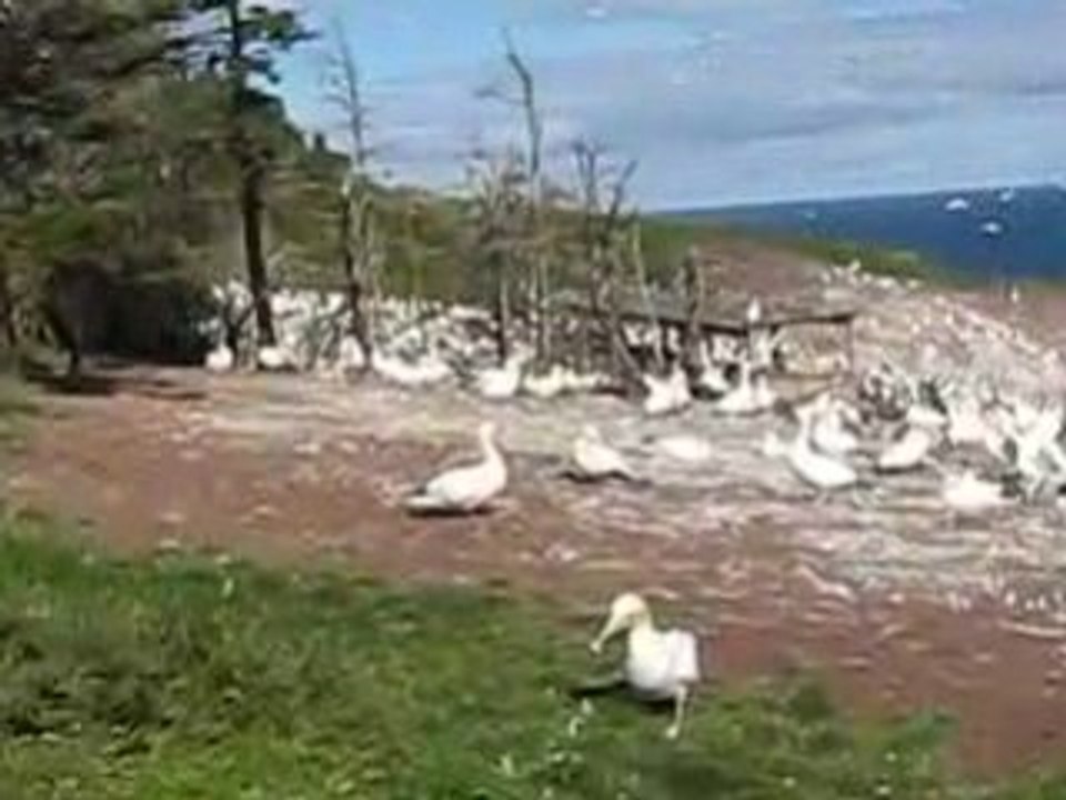 Fous de Bassan  sur l'île Bonaventure