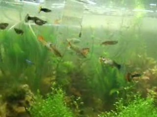 Mon Aquarium