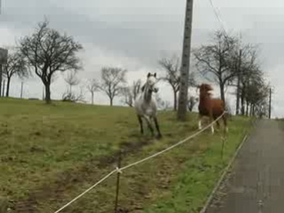 laché des fauves