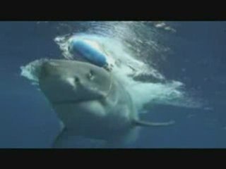 Squalo attacca reporter