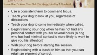 How To Train A Shih Tzu to Focus on your Face when Commanded