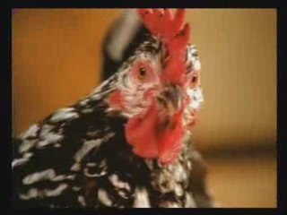 LES POULES se déchirent