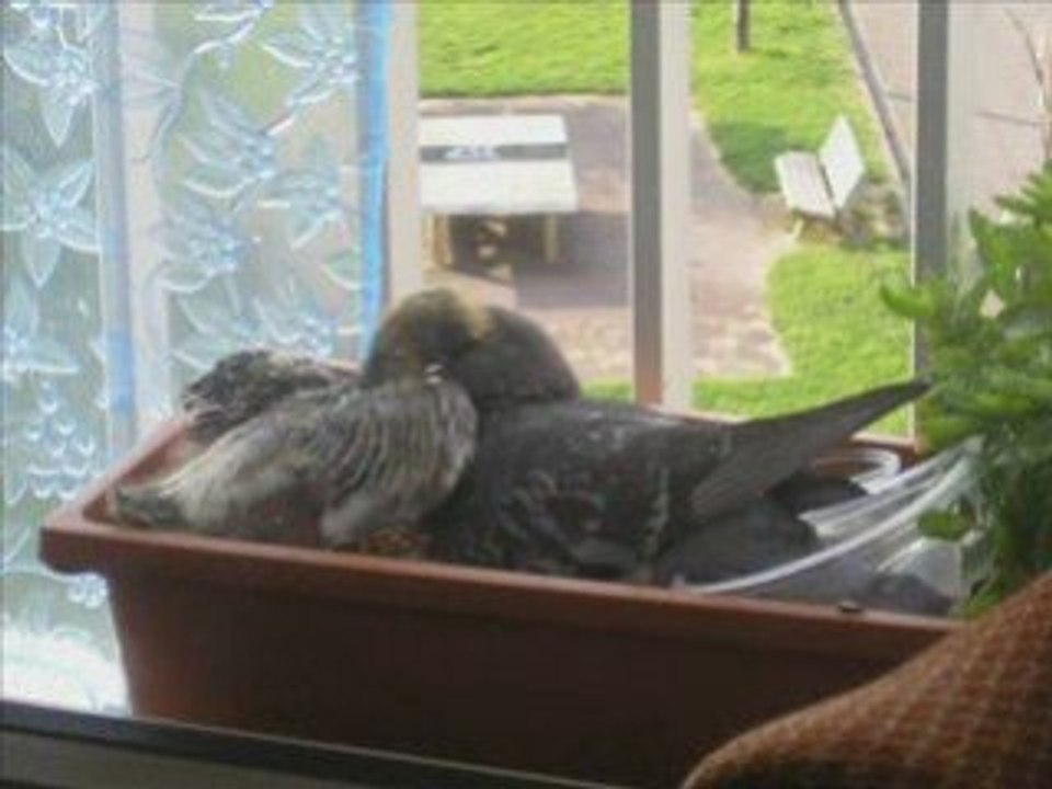 L'année des pigeons