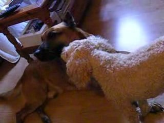 Malinois VS Caniche!