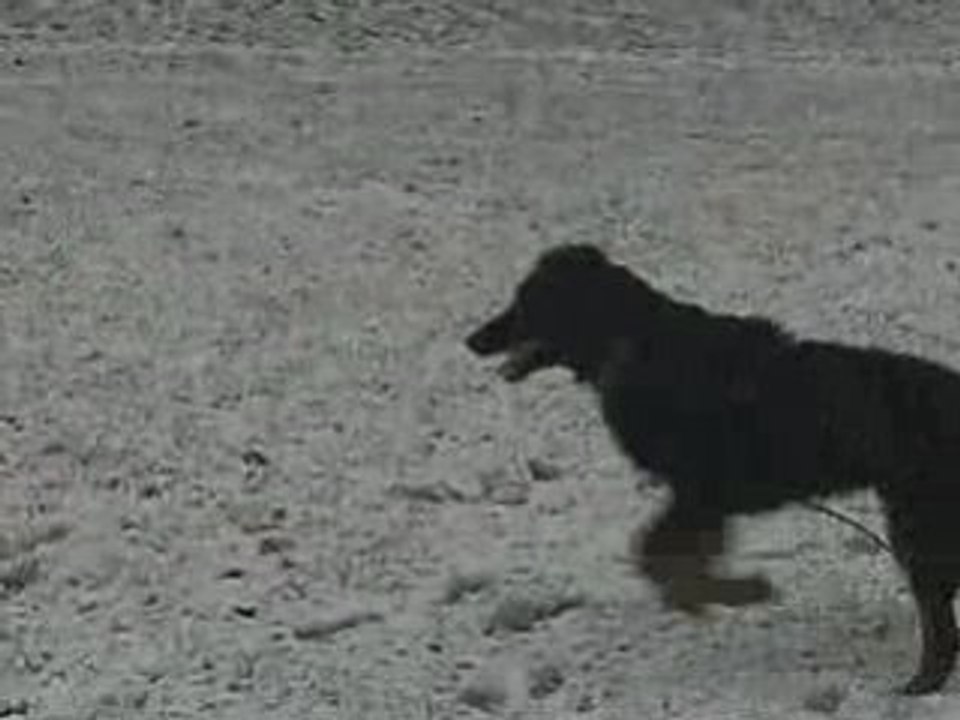 Chiens dans la neige