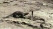 Mongoose Attacking an Asian Cobra Video – 5min.com