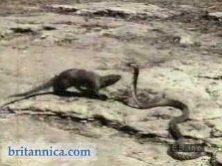 Mongoose Attacking an Asian Cobra Video – 5min.com