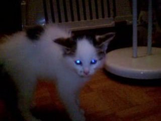 mon chat lol