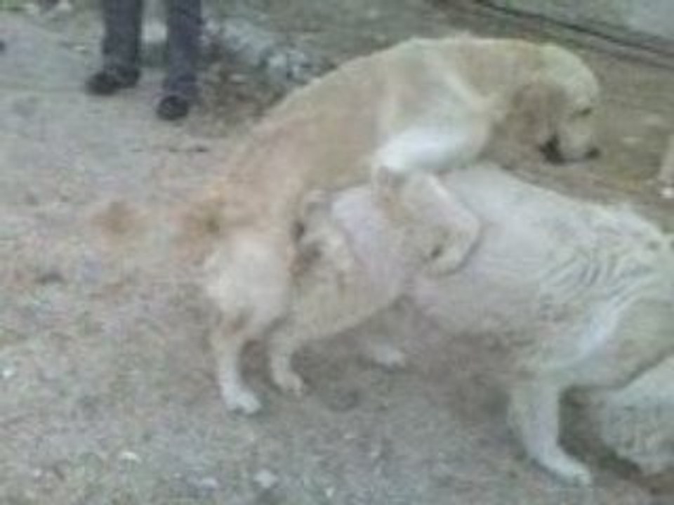 sesso animale
