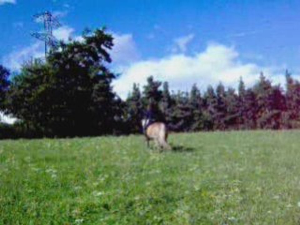 Eden, ma ptite haflinger