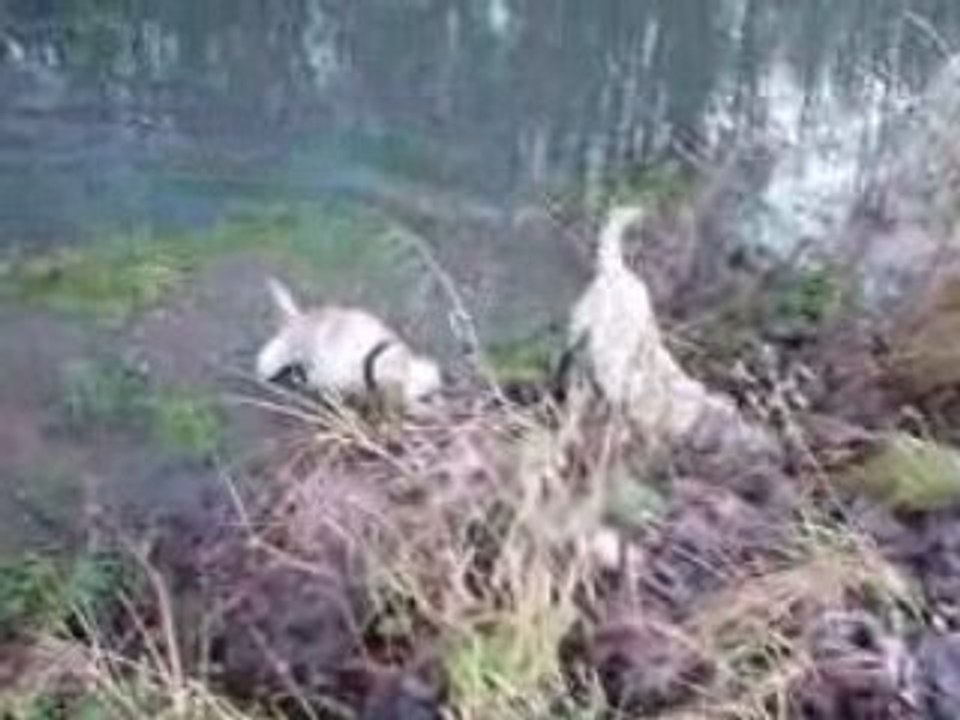 Bosco et dino