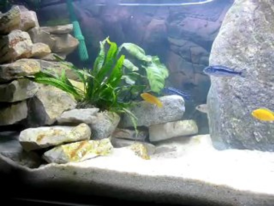aquarium malawi 400 l