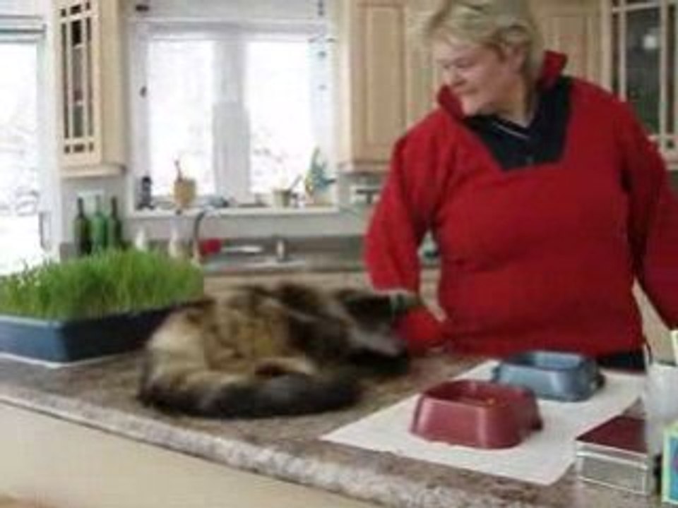 Chat d attaque avec toutes ses dents et griffes