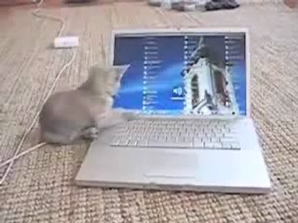 Chaton VS pc