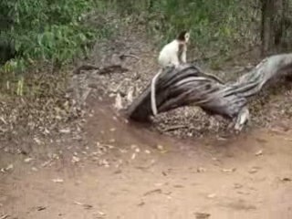 Lémurien Sifaka se déplace toujours en pas de dance