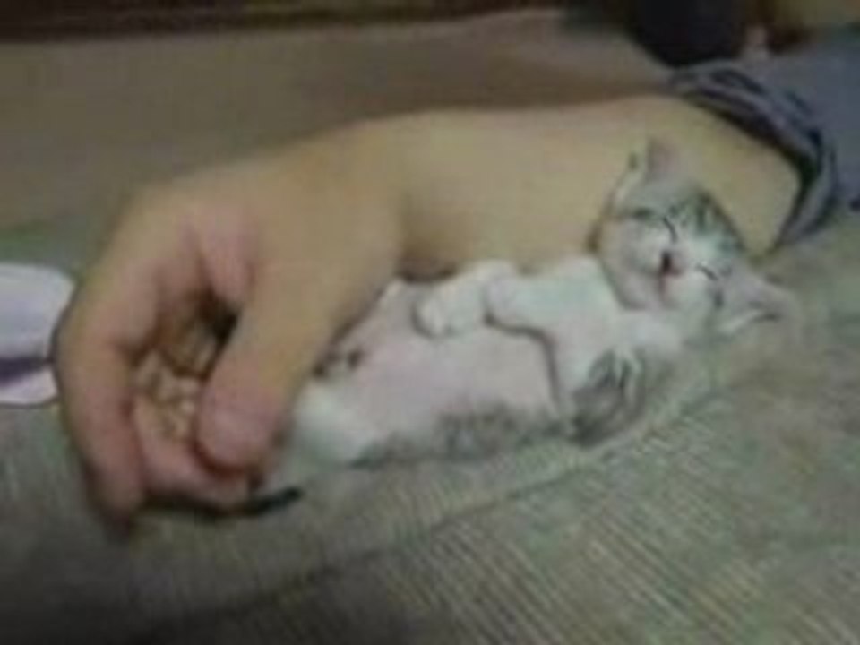 la siesteTchat-dort*************************************