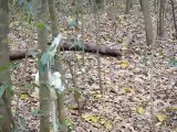 Lémurien Sifaka dans les arbres