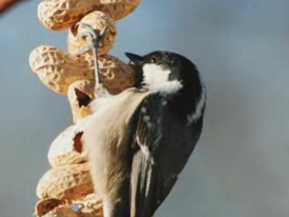 Merveilleuses mésanges