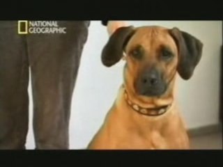 Perros que entienden gestos y miradas