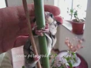 Petauro Dello Zucchero-Sugar Glider-petaurodellozucchero.it
