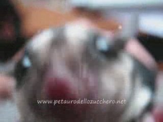 Petauro Dello Zucchero-Sugar Glider-petaurodellozucchero.it